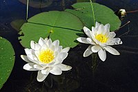 Lumme (Nymphaea candida).JPG