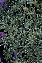 Lupinus excubitus