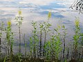 Vignette pour Lysimachia terrestris