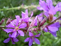 LythrumSalicaria-flower-1mb.jpg