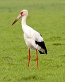 aves De Argentina