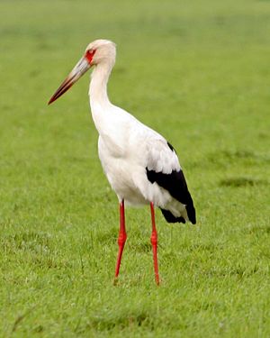 La cigogne maguari (Ciconia maguari) est un très grand oiseau atteignant une longueur de 120 cm.