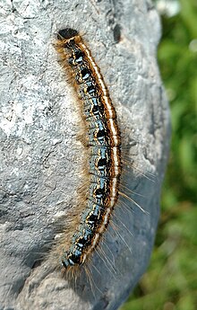 Malacosoma americanum caterpillar.jpg