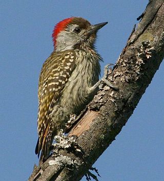 <i>Dendropicos</i> Genus of birds