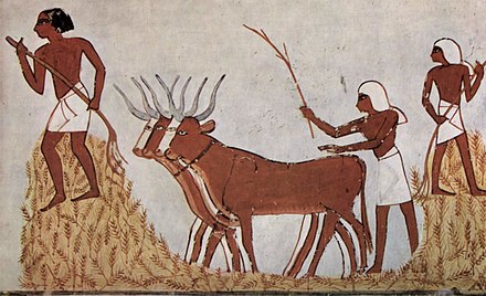 Farmers with wheat and cattle - Ancient Egyptian art 1,422 BCE displaying domesticated animals.