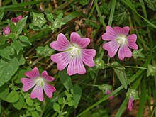 Malvaceae - lavatère punctata-3.JPG