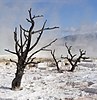 Dead trees in the terraces of Mammoth Hot Springs, Yellowstone