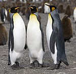 Manchot royal - King Penguin.jpg