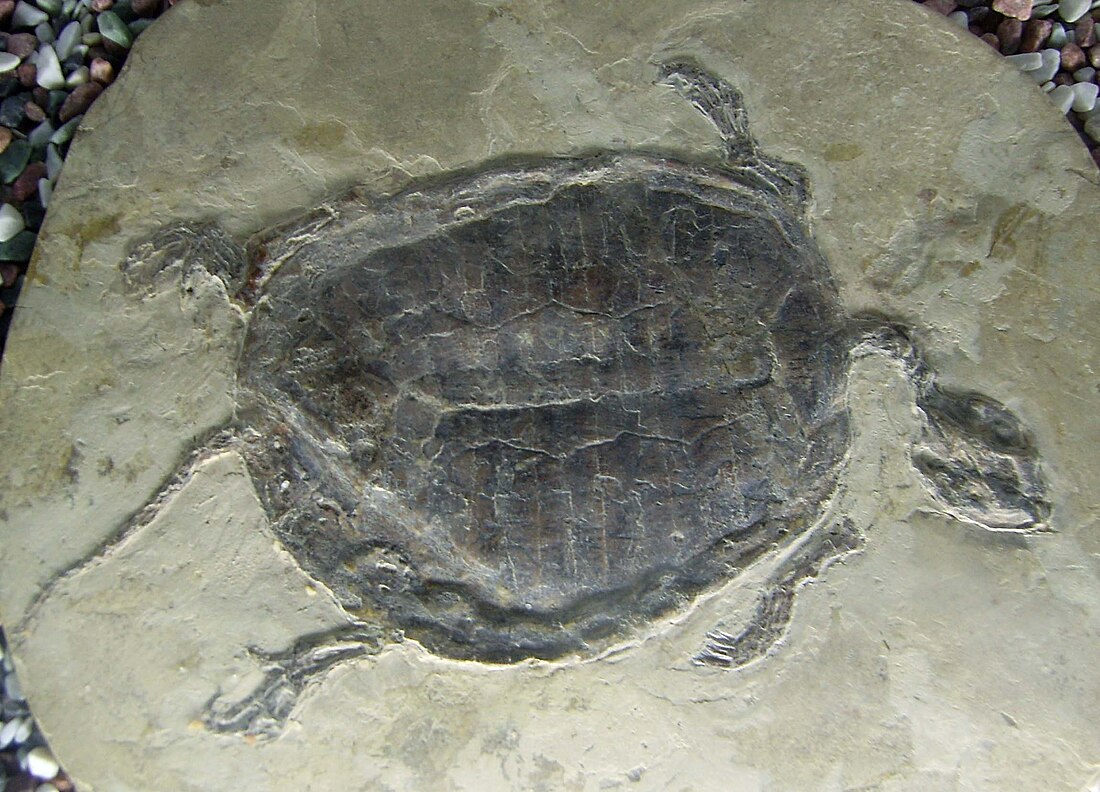 Sinemydidae