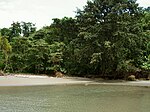 Mangrove Mompichen lähellä - Ecuador.jpg