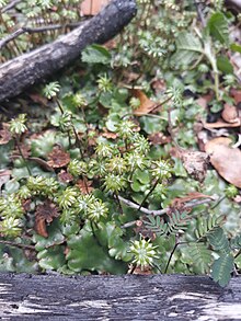 Marchantia beteroana 1.jpg