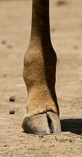 Distal phalanges of a Masai giraffe