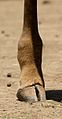 Masai Giraffe right-rear foot.jpg