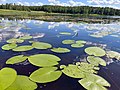 Lily pads floating on Matkusjoki River in Iisalmi, Finland