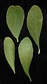 Maytenus heterophylla01.jpg