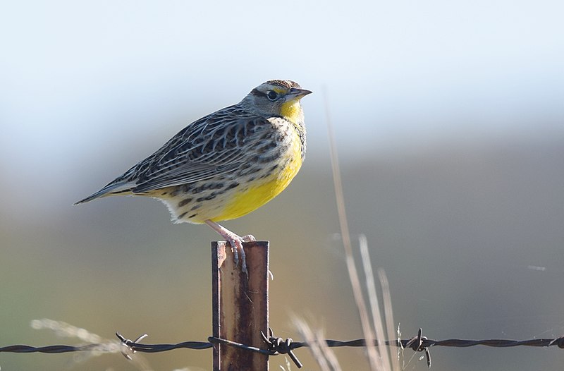 File:Meadowlark (31507653831).jpg