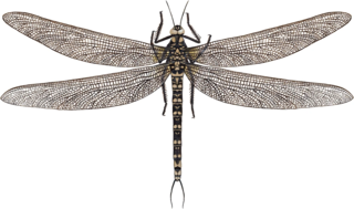 Meganisoptera Extinct order of dragonfly-like animals
