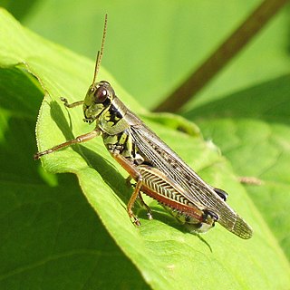 <i>Melanoplus</i> Genus of grasshoppers