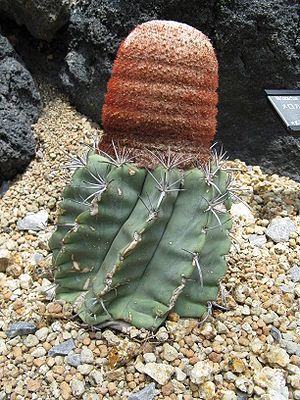 Melocactus glaucescens con un cefalio bianco-rossastro chiaramente pronunciato sulla punta del corpo grigio-verde.