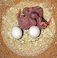 Melopsittacus undulatus -chicks and eggs in a nest box-8a.jpg