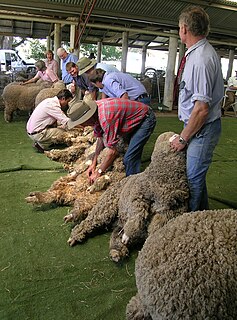 Livestock show Event where livestock are exhibited and judged on certain phenotypical breed traits