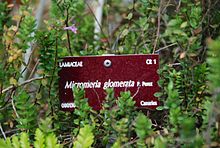 Species label at the Conservatoire botanique national de Brest Micromeria Glomerata at CBNB (11).jpg