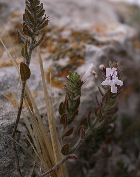 Micromeria microphylla