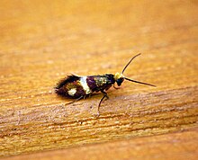 Micropterix aglaella (28824874455).jpg