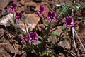 Mimulus kelloggii