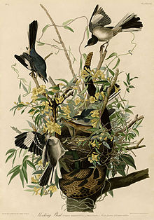 Painting by John James Audubon Mocking Bird (Audubon).jpg