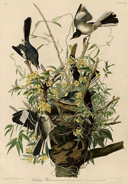 File:Mocking Bird (Audubon).jpg