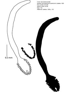 Monogenea 120 бет 011 Bychowskicotyle plectorhynchi Lebedev, 1969.png