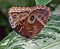 * Nomination Common morpho (Morpho peleides) at the Niagara Parks Butterfly Conservatory, Ontario, Canada. --The Cosmonaut 04:04, 6 February 2020 (UTC) * Promotion Good quality -- Johann Jaritz 04:06, 6 February 2020 (UTC)
