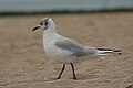 * Nomination Black-headed gull (Chroicocephalus ridibundus) in Courseulles-sur-Mer (Calvados, France). --Gzen92 13:59, 11 August 2022 (UTC) * Promotion  Support Good quality. --Poco a poco 14:53, 11 August 2022 (UTC)