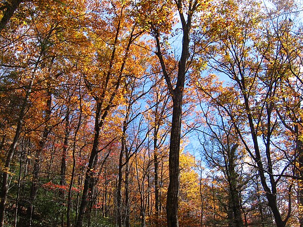 Fall foliage at Mount Mitchell