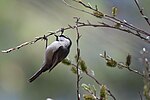 Thumbnail for File:Mountain Chickadee (33209460133).jpg