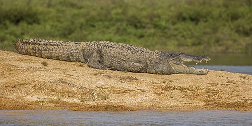 Mugger crocodile (Crocodylus palustris)