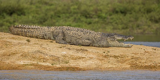 Mugger crocodile Crocodylus palustris