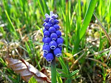 Muscari armeniacum 04.JPG