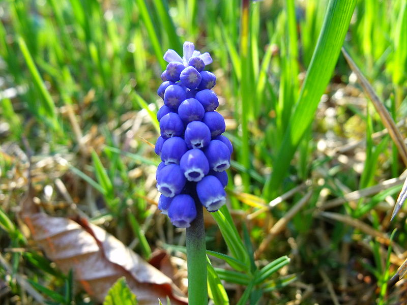 File:Muscari armeniacum 04.JPG