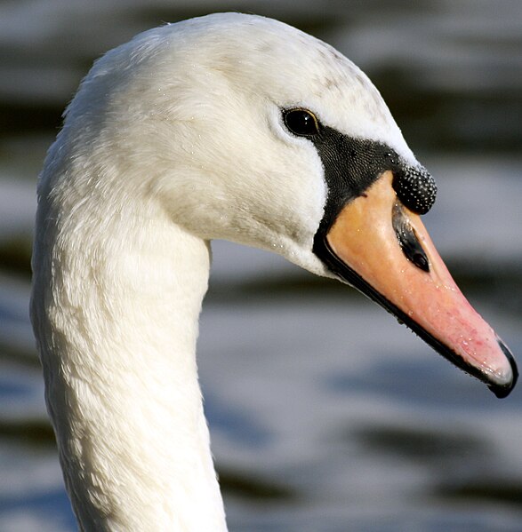 File:Mute swan in Hyde Park.jpg