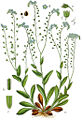 Myosotis sylvatica vol. 11 - plate 17 in: Jacob Sturm: Deutschlands Flora in Abbildungen (1796)