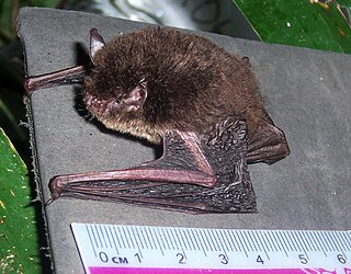 Wall-roosting mouse-eared bat species of mammal