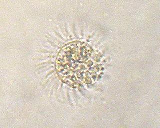 <i>Myrionecta rubra</i> species of ciliate protist