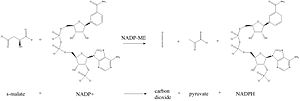 Thumbnail for Malate dehydrogenase (oxaloacetate-decarboxylating) (NADP+)