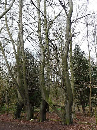 <span class="mw-page-title-main">Nellie's Tree</span> European beech trees in West Yorkshire, England