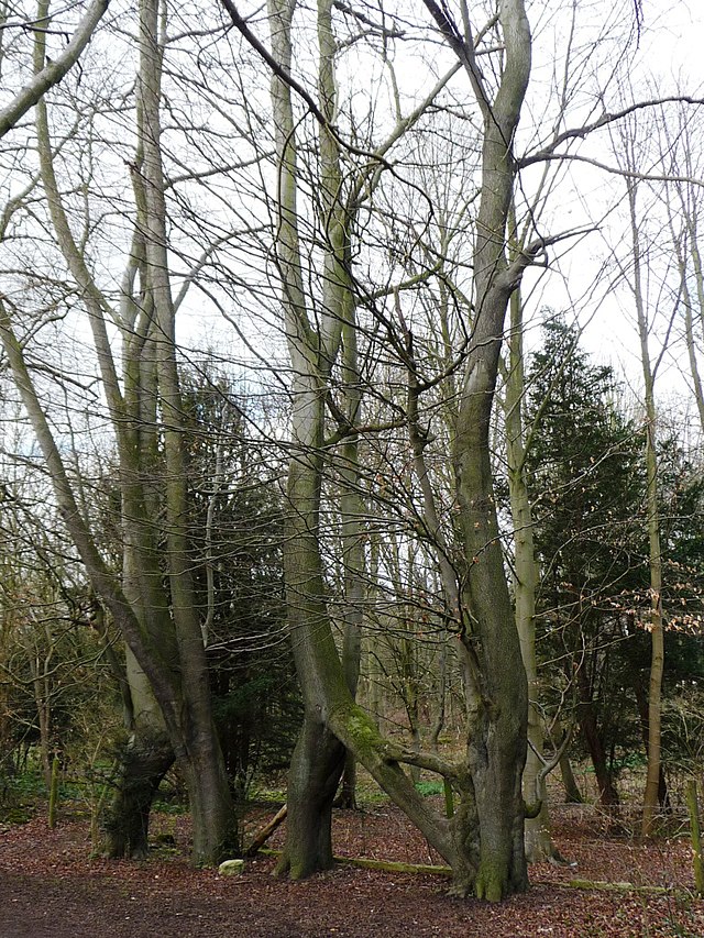 Nellie's Tree wins England's Tree of the Year - BBC News