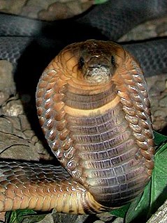 Egyptian cobra Species of reptile (snake)