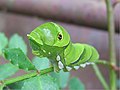 アゲハチョウの幼虫 Papilio xuthus