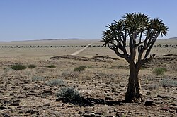 Namibia is primarily a large desert and semi-desert plateau. Namibia-1113.jpg